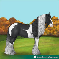Horse Color:Black Splash Tobiano