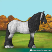Horse Color:Blue Roan 