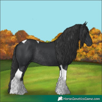 Horse Color:Black Tobiano Rabicano 