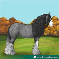 Horse Color:Blue Roan Splash 