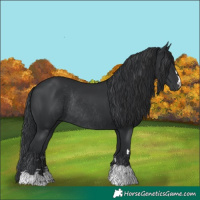 Horse Color:Black Rabicano 