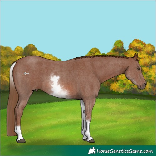 Horse Color:White Spotted Chestnut Sabino 