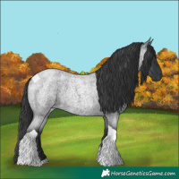 Horse Color:Blue Roan Tobiano 