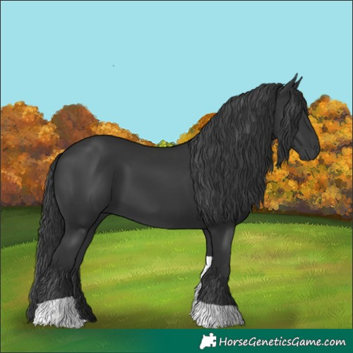 Horse Color:Black Tobiano Rabicano 