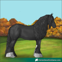 Horse Color:Black Tobiano Rabicano 
