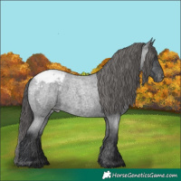 Horse Color:Blue Roan Appaloosa