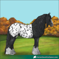 Horse Color:Black Appaloosa 