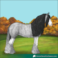 Horse Color:Blue Roan Splash