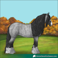 Horse Color:Blue Roan 