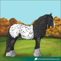 Horse Color:Black Appaloosa 