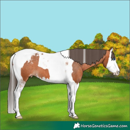 Horse Color:Bay Splash Tobiano Appaloosa