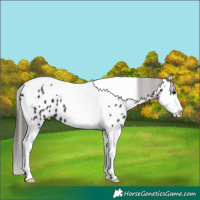 Horse Color:Black Splash Tobiano Near Leopard