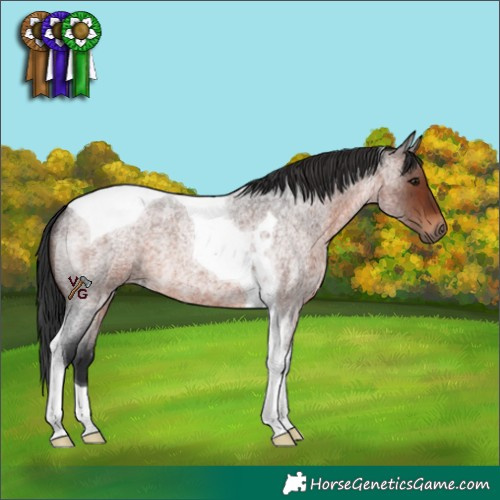 Horse Color:Brown Roan Tobiano 