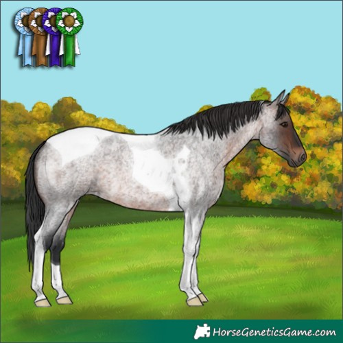Horse Color:Brown Roan Tobiano 