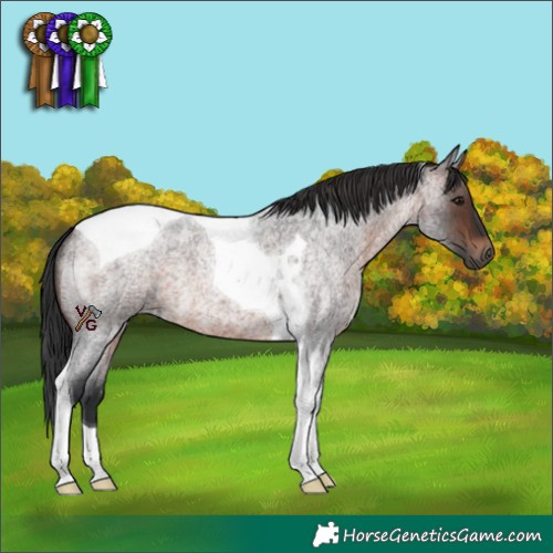 Horse Color:Brown Roan Tobiano 
