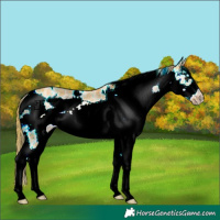 Horse Color:Watercolor White Spotted Liver Chestnut Ice Frame 