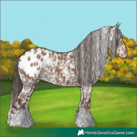 Horse Color:White Spotted Liver Red Dun Blanket Rabicano