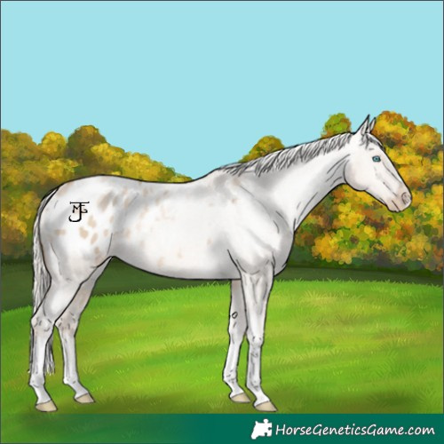 Horse Color:White Spotted Chocolate Palomino Pearl Dun Appaloosa 
