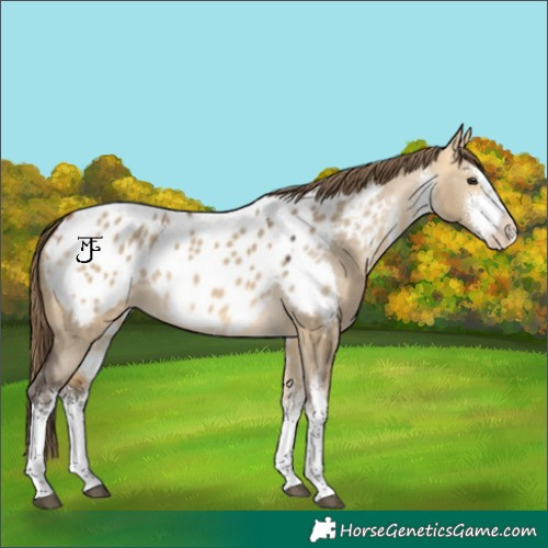 Horse Color:White Spotted Buckskin Dun Blanket