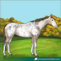 Horse Color:White Spotted Buckskin Dun Appaloosa