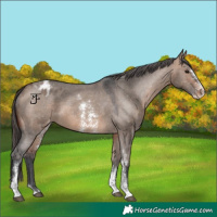 Horse Color:Bay Dun Sabino Appaloosa 