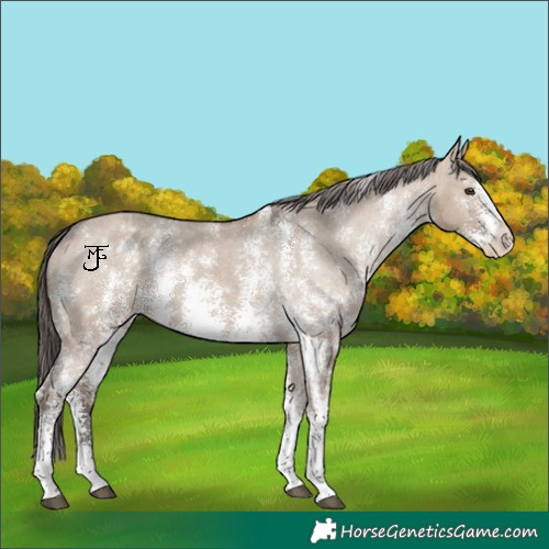 Horse Color:Liver Red Dun Sabino Appaloosa