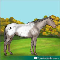 Horse Color:White Spotted Liver Red Dun Snowcap 