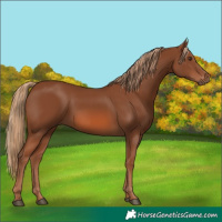Horse Color:Chestnut 