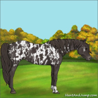 Horse Color:Smoky Black  and Smoky Black Near Leopard 