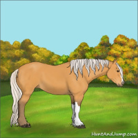 Horse Color:Silver Buckskin 