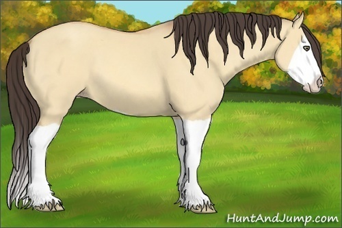 Horse Color:Amber Champagne Dun Splash 