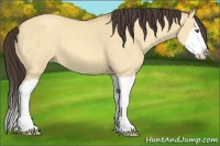 Horse Color:Amber Champagne Dun Splash 