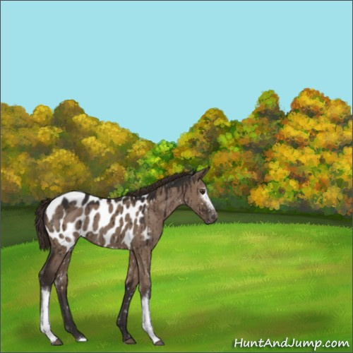 Horse Color:White Spotted Liver Red Dun Near Leopard Brindle