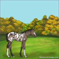 Horse Color:White Spotted Liver Red Dun Near Leopard Brindle