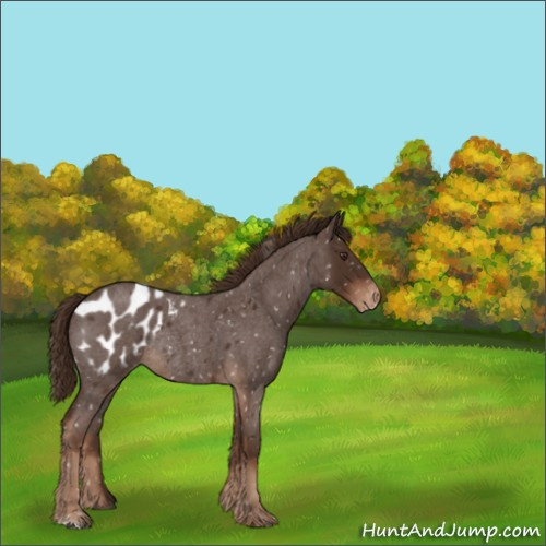 Horse Color:Liver Red Roan Blanket Rabicano