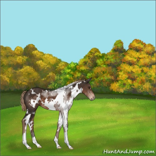 Horse Color:White Spotted Liver Chestnut 