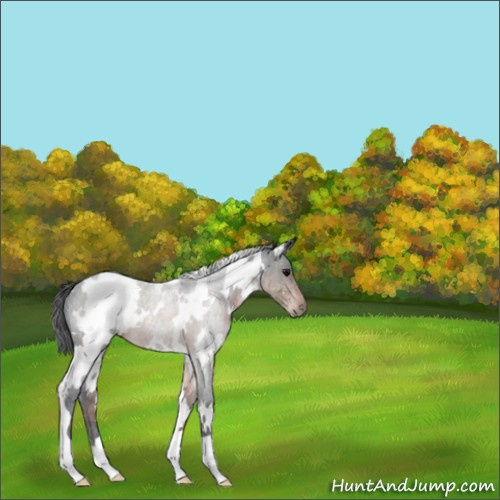 Horse Color:White Spotted Brown