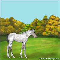 Horse Color:White Spotted Brown 