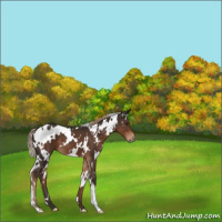 Horse Color:White Spotted Liver Chestnut 