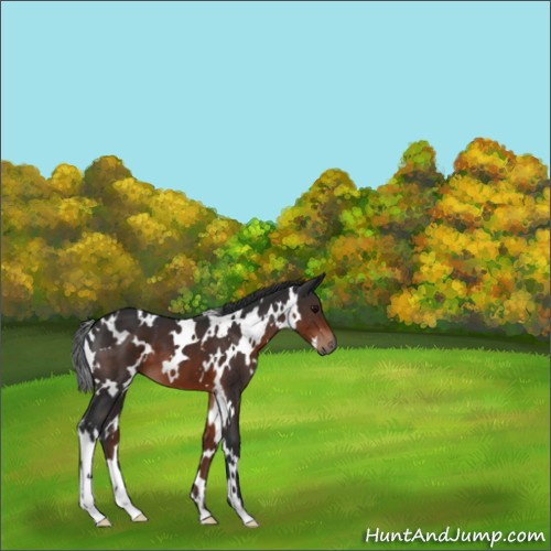 Horse Color:White Spotted Brown 