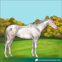 Horse Color:White Spotted Brown Pearl 