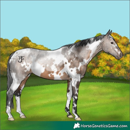 Horse Color:White Spotted Brown Dun 