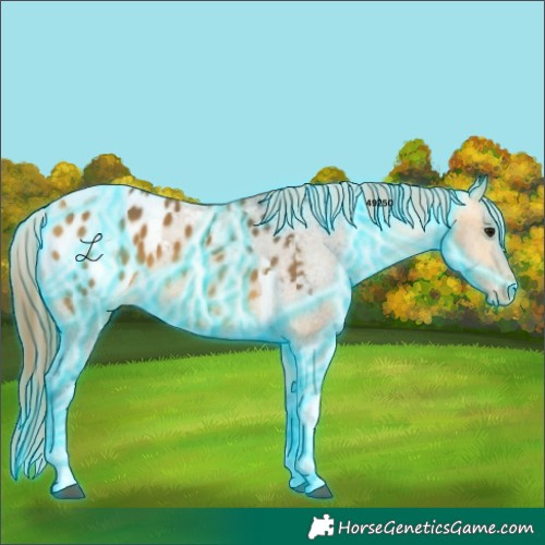 Horse Color:Thunderstruck Buckskin Tobiano Appaloosa 