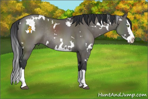 Horse Color:White Spotted Grullo Sabino Splash Rabicano 