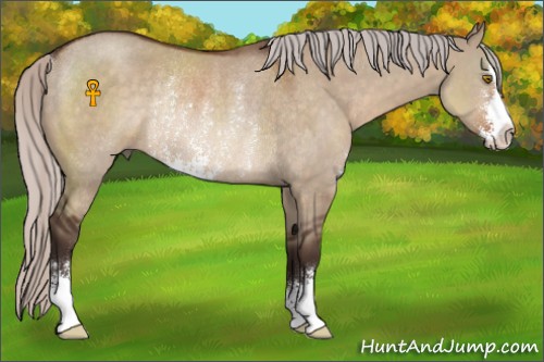 Horse Color:Silver Brown Dun Sabino Rabicano 