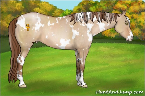 Horse Color:White Spotted Brown Pearl Dun Sabino 