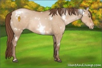 Horse Color:White Spotted Brown Pearl Dun Rabicano 