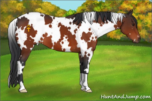 Horse Color:White Spotted Brown 
