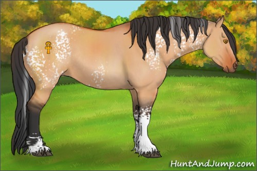 Horse Color:White Spotted Bay Dun Sabino Rabicano 