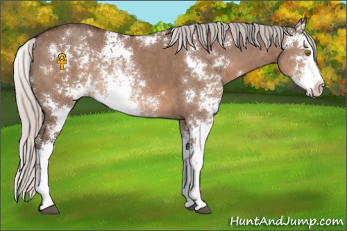 Horse Color:Silver Brown Dun Sabino Rabicano 
